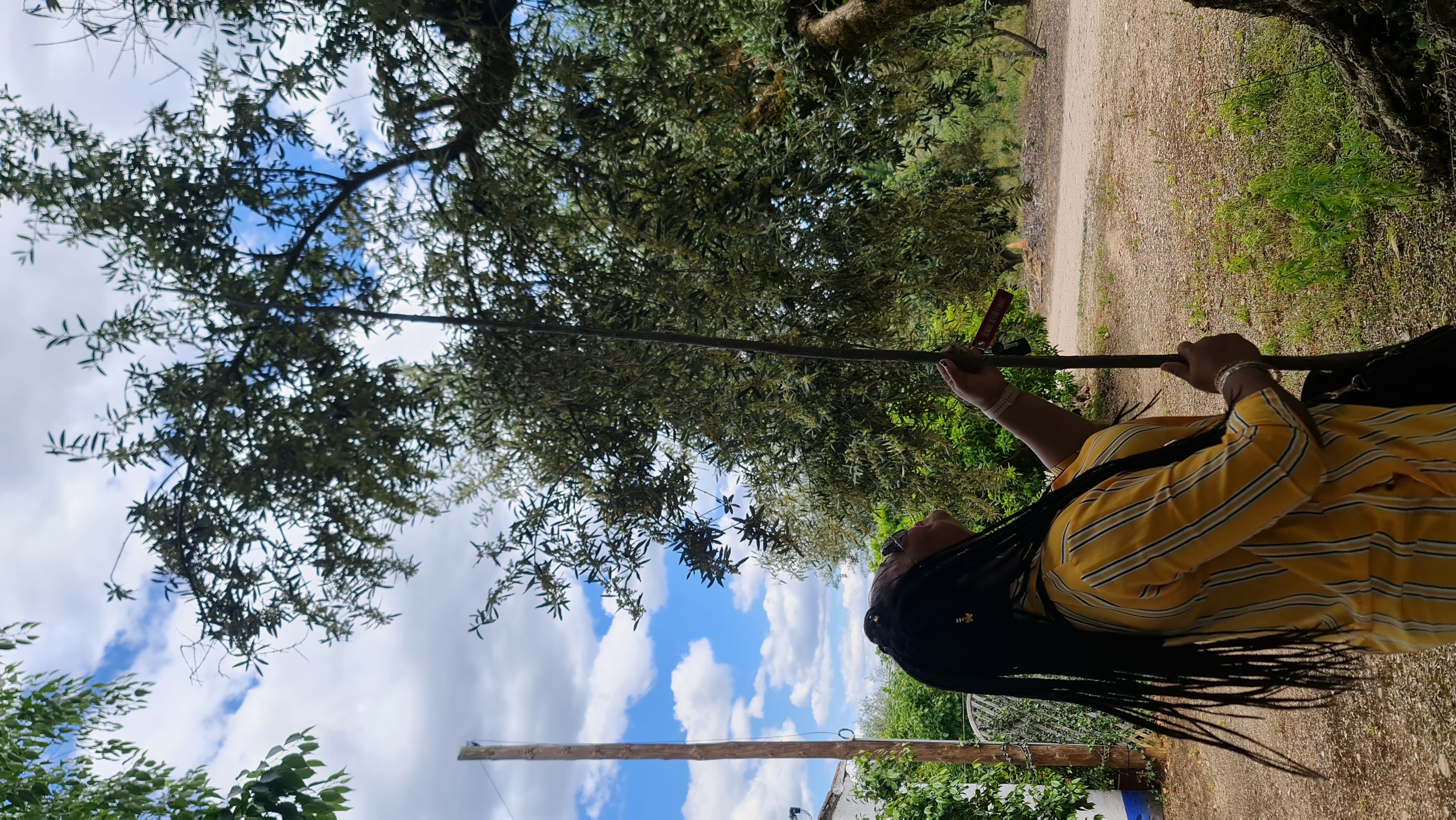 Lady harvesting olives