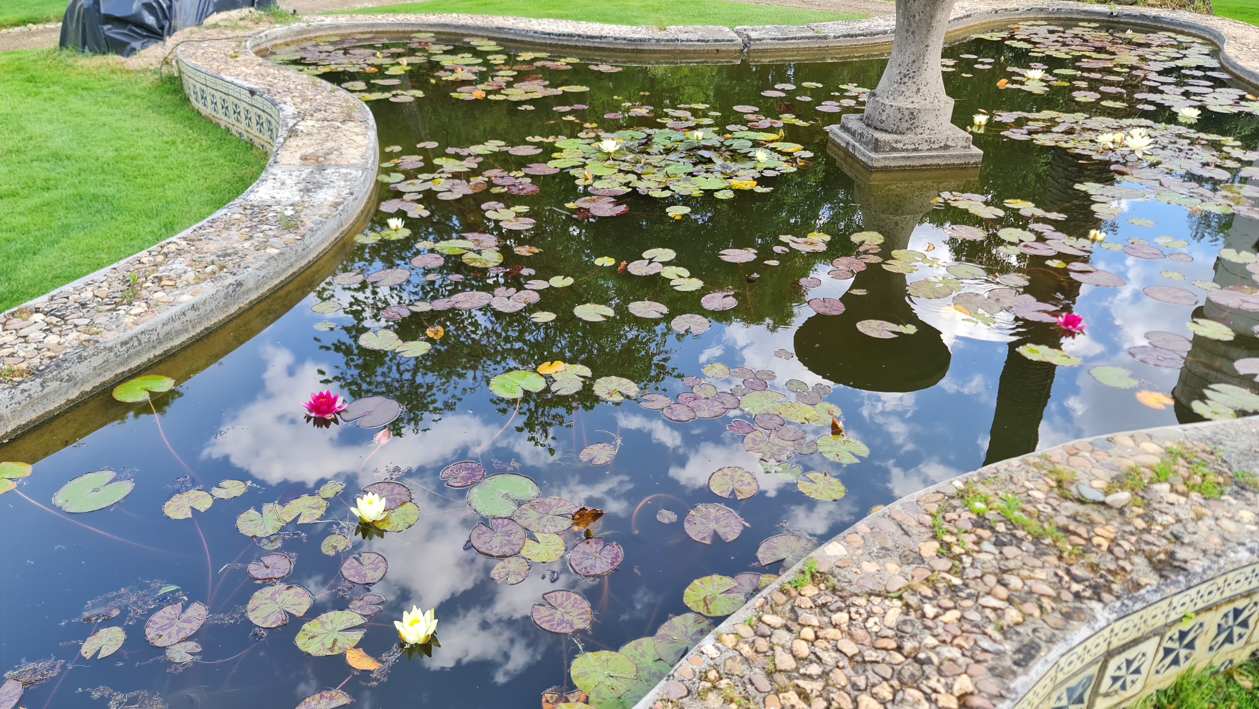 Pond with Lotus flower